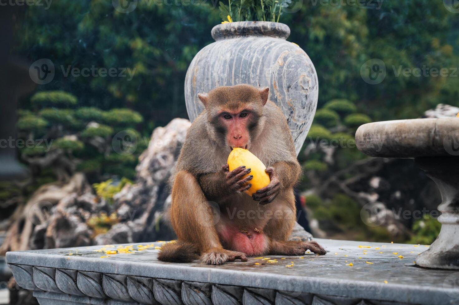 Wild monkey eats mango at Linh Ung pagoda on Monkey Mountain on Son Tra Island in Da Nang in Vietnam photo
