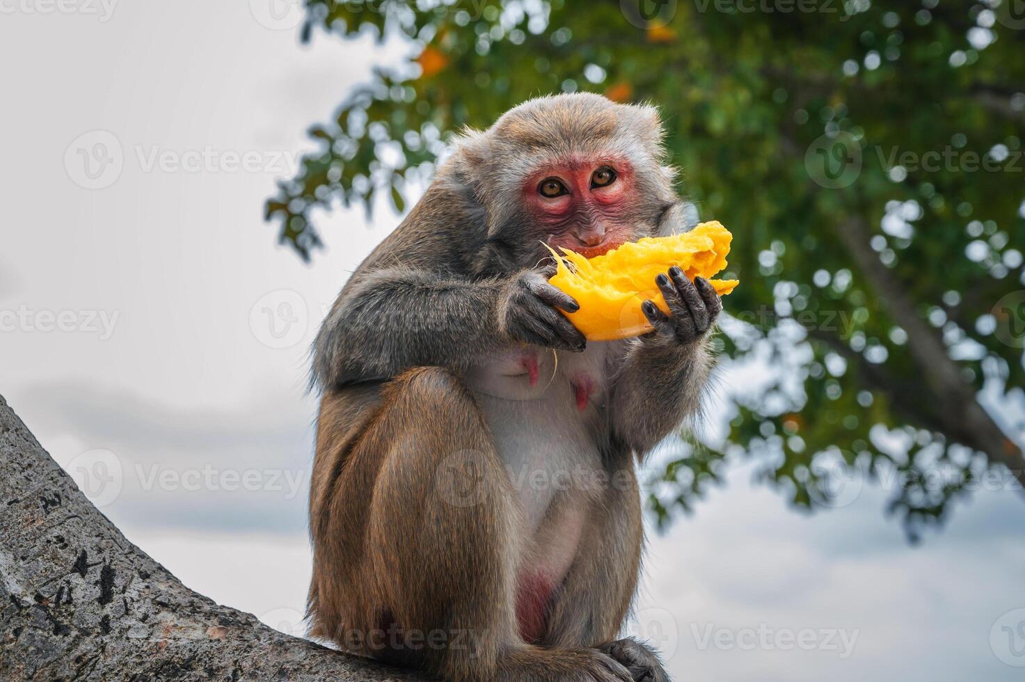 funny monkey eats mango sitting on a tree in the forest in wild nature photo