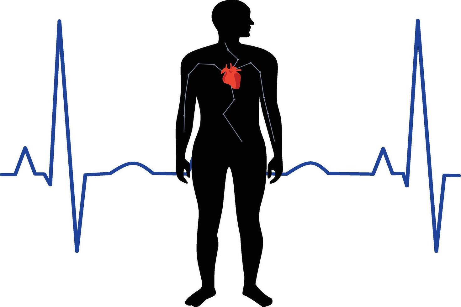 Simple body anatomy object silhouette heartbeat with heart check having heart disorder with cardiovascular background medical concept vector