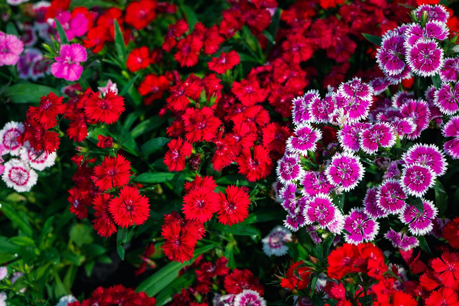 Beautiful Dianthus is blooming in the morning light.The orther name is Rainbow and Indien or China pink. flower concept. photo