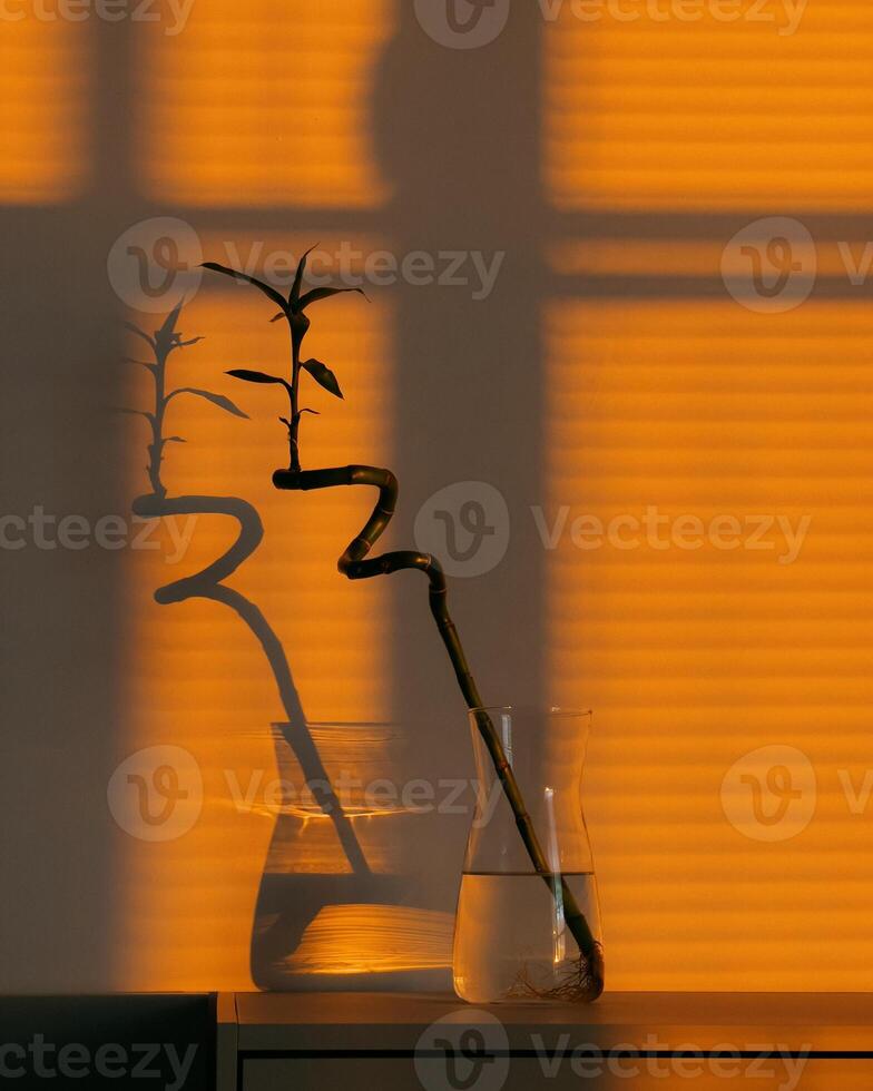 Single stalk of lucky bamboo in glass vase casts dramatic shadow on orange wall, illuminated by warm glow of setting sun through window blinds. Bamboo stalk casting dramatic shadow inside glass vase photo