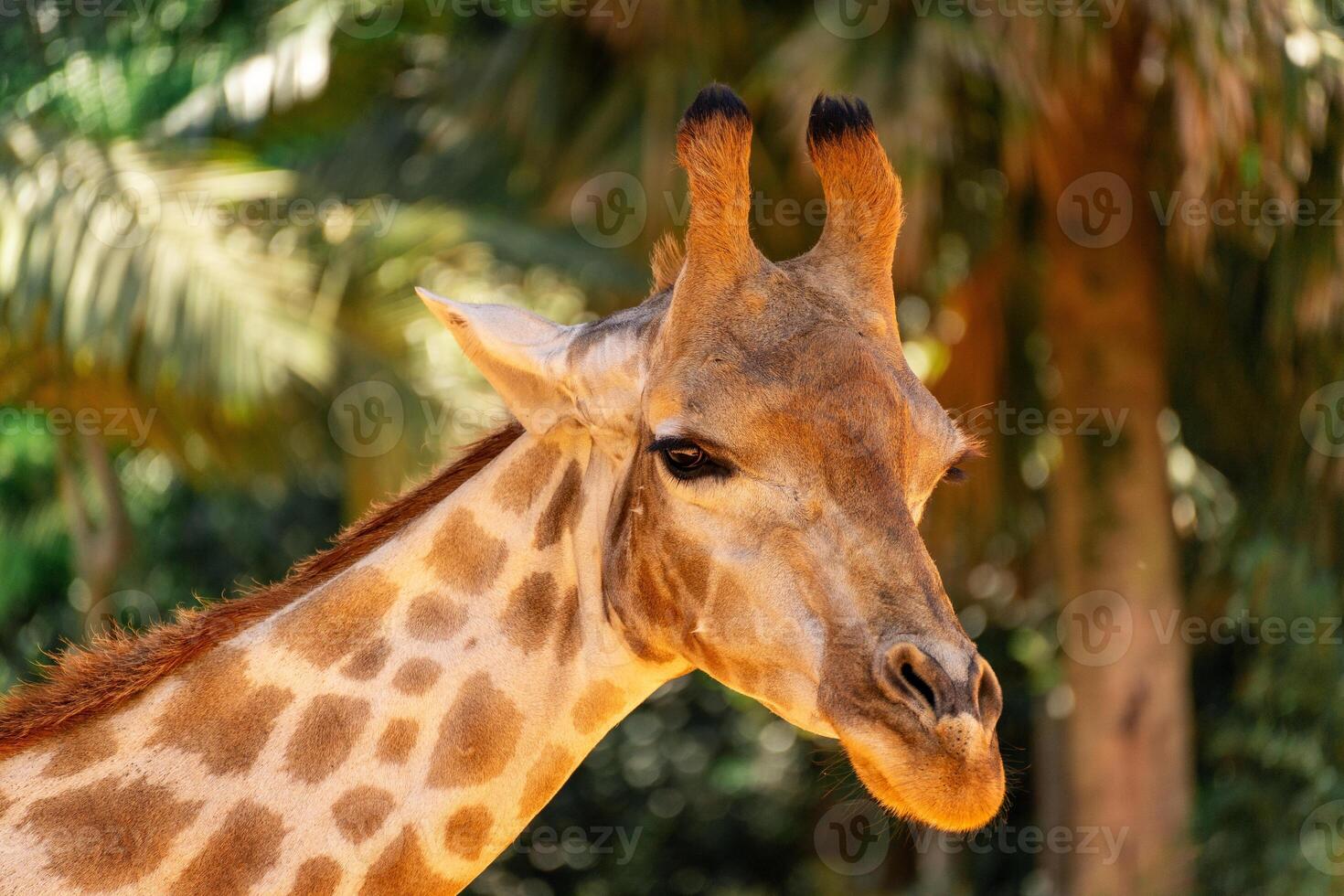 close up portrait of a Giraffe, in The Sao Paulo Zoo in Brazil. photo