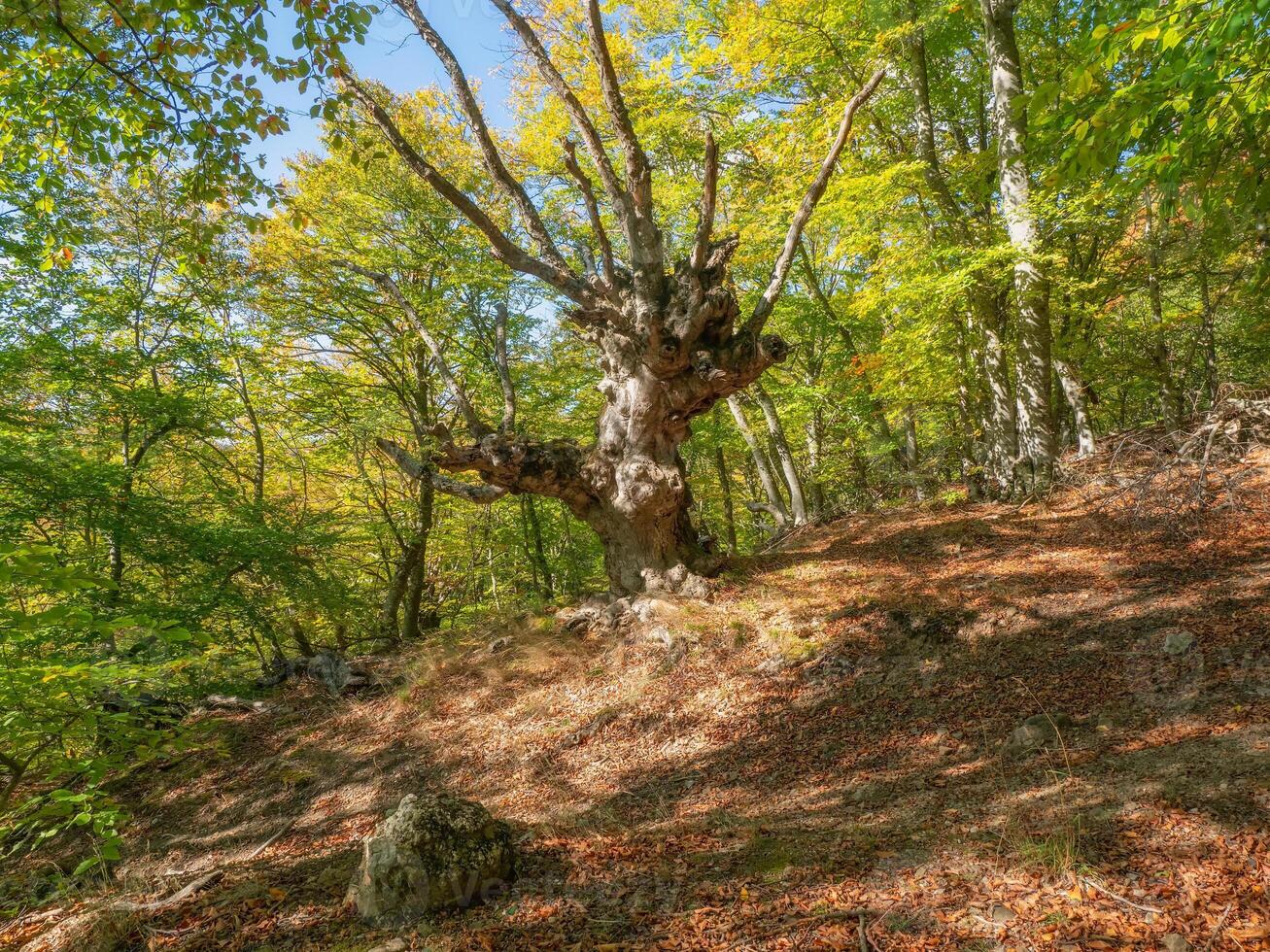 Sunny autumn beech forest. photo