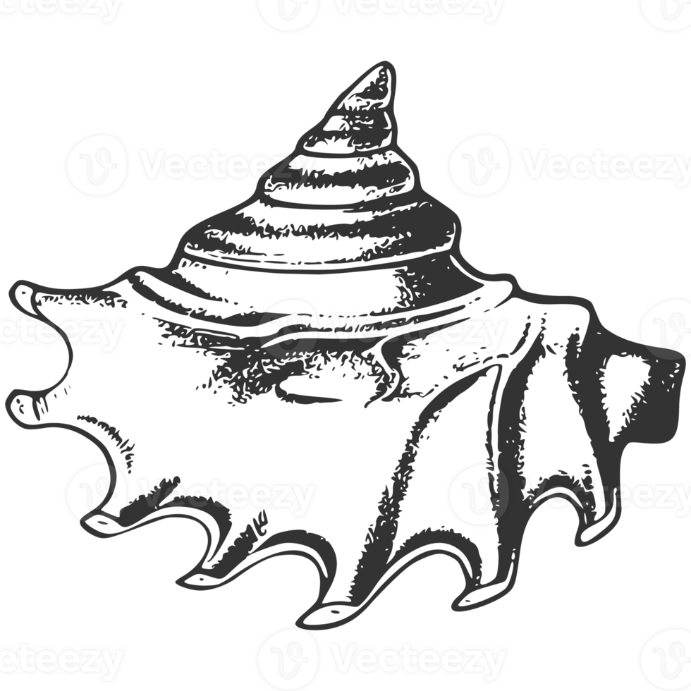 A black and white drawing of a conch shell png