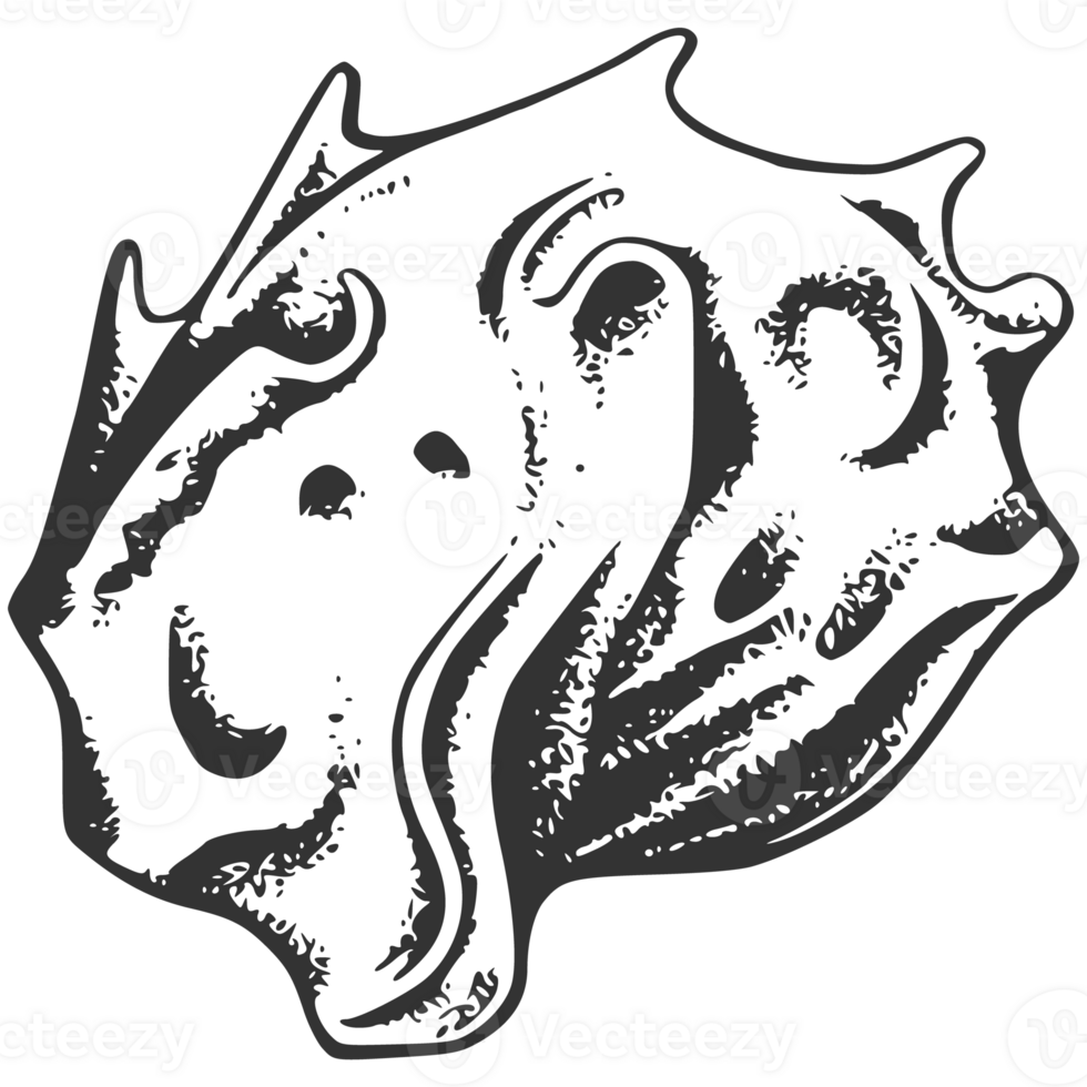 A black and white drawing of a shell png