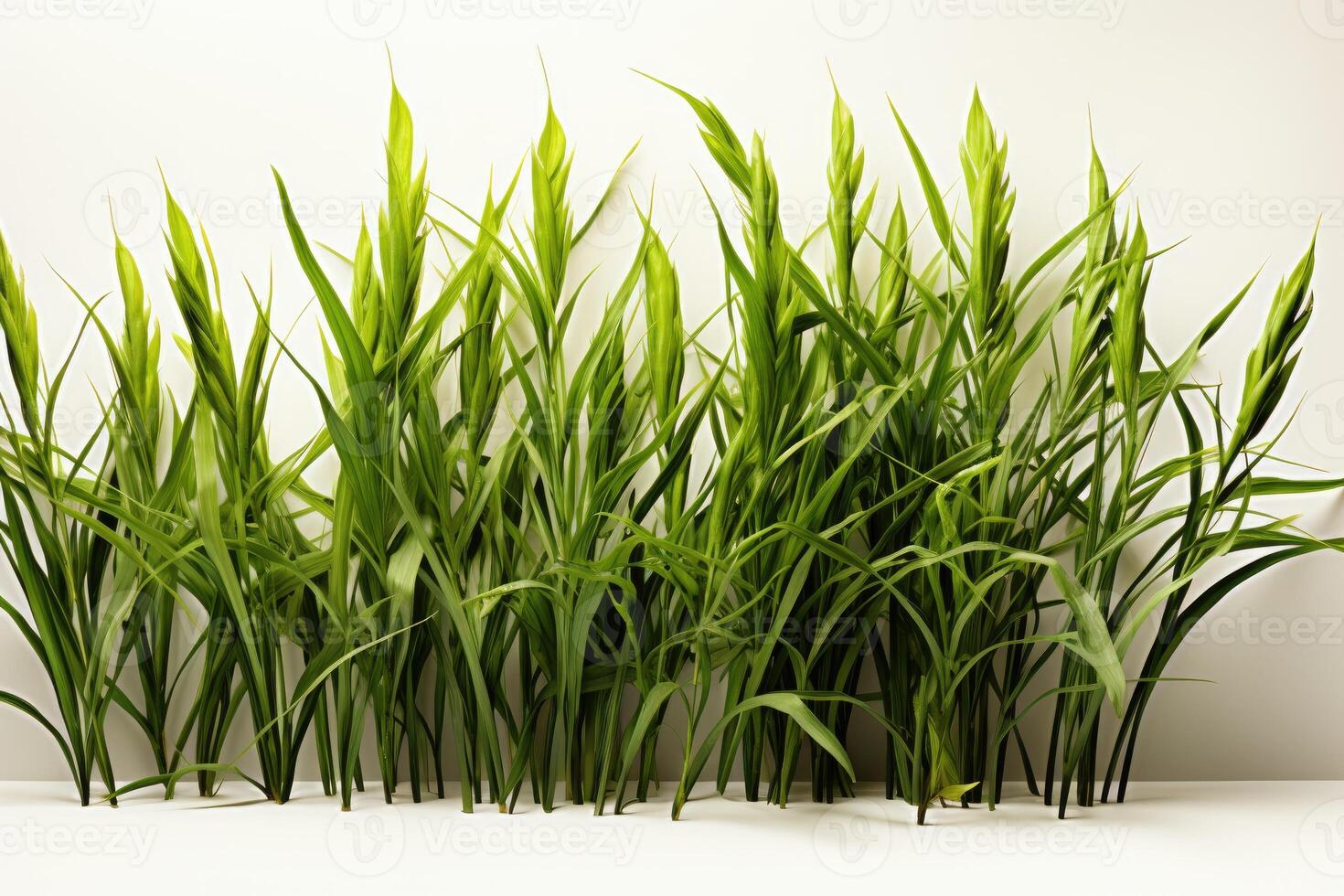 A group of tall grasses photo