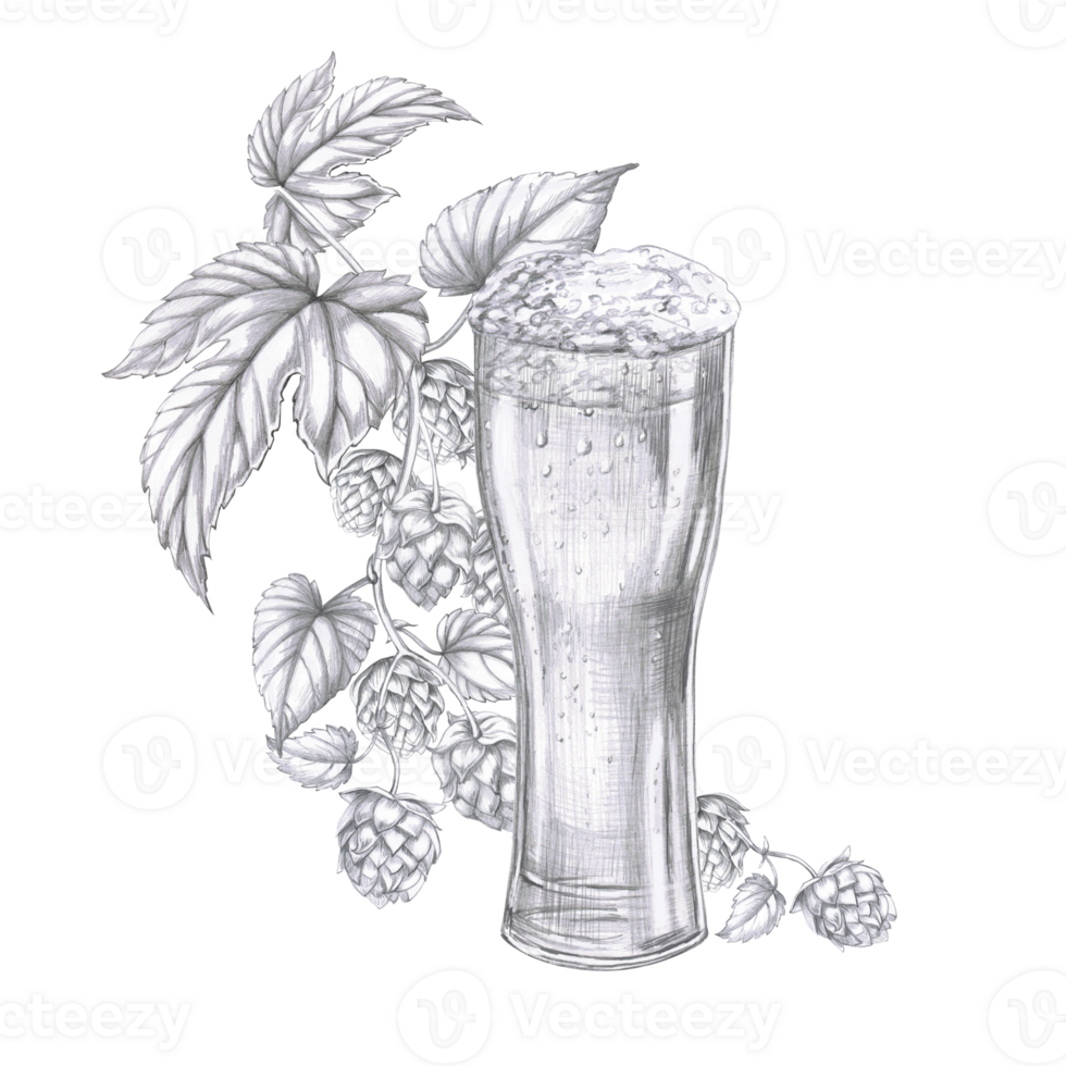 Tall glass of beer on the background of a branch of hops. Isolated pencil illustration for the design of pubs, menus, cookbooks, signs. png