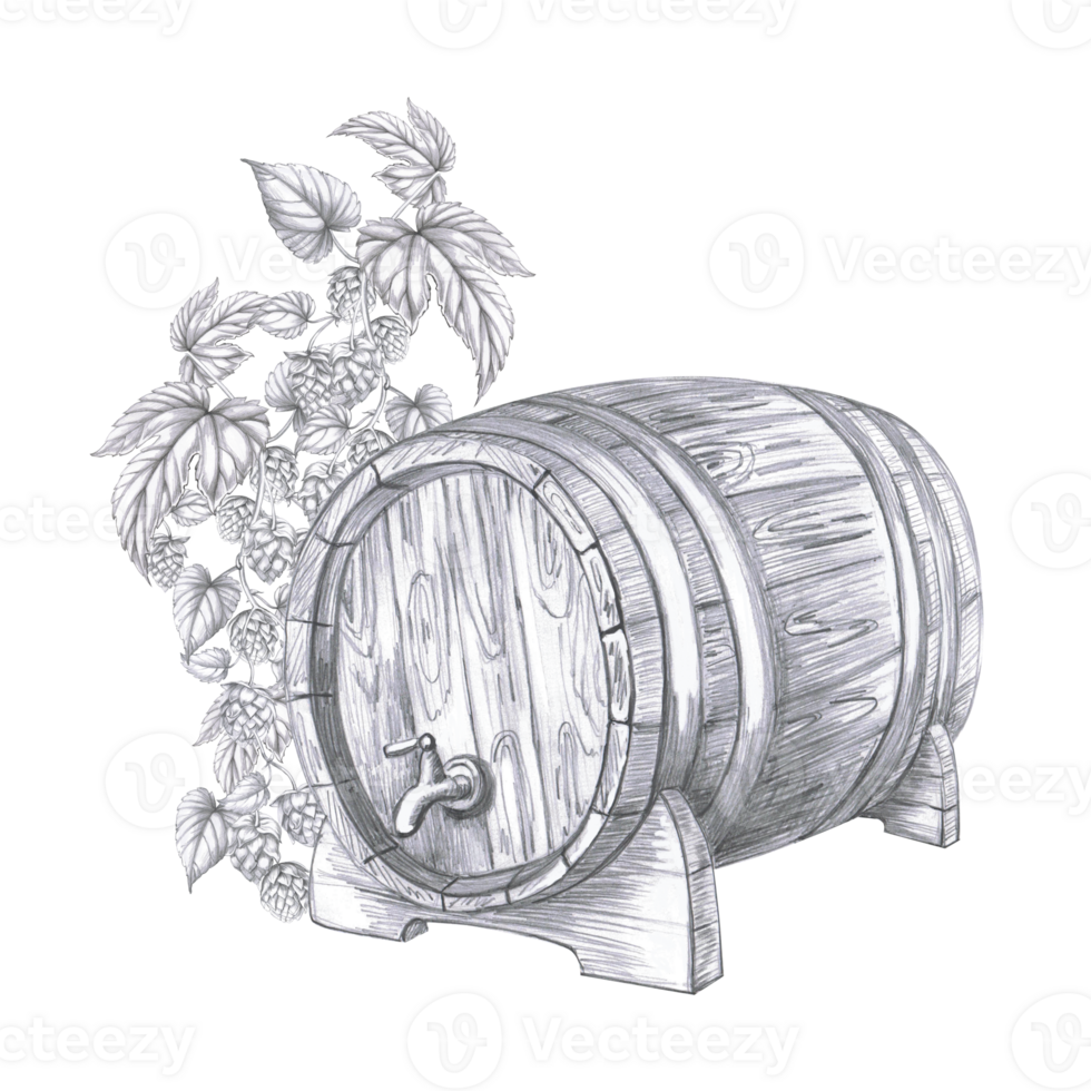 Wooden barrel with tap on the background of hop branch. Isolated pencil illustration for pub design, menu, cookbooks, signs. png