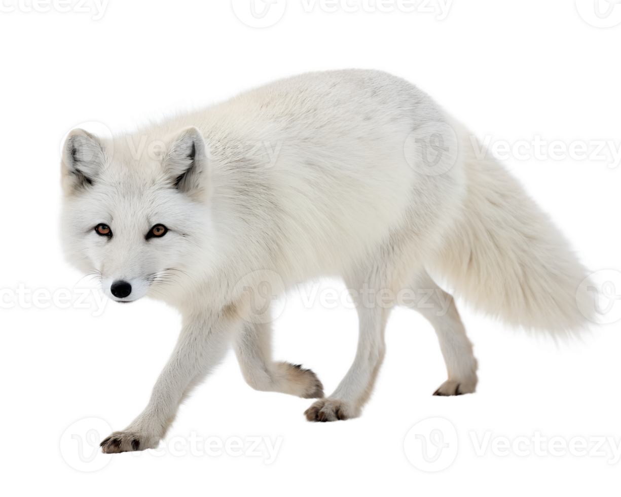 A Arctic Fox walking towards the camera, isolated on a transparent background png