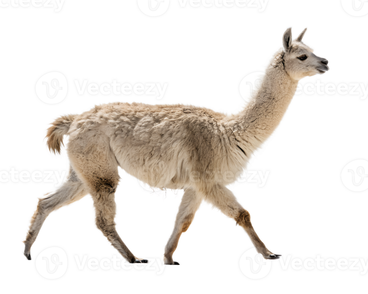 An Alpaca Walking on a solid white empty space, towards the camera, isolated on a transparent background png