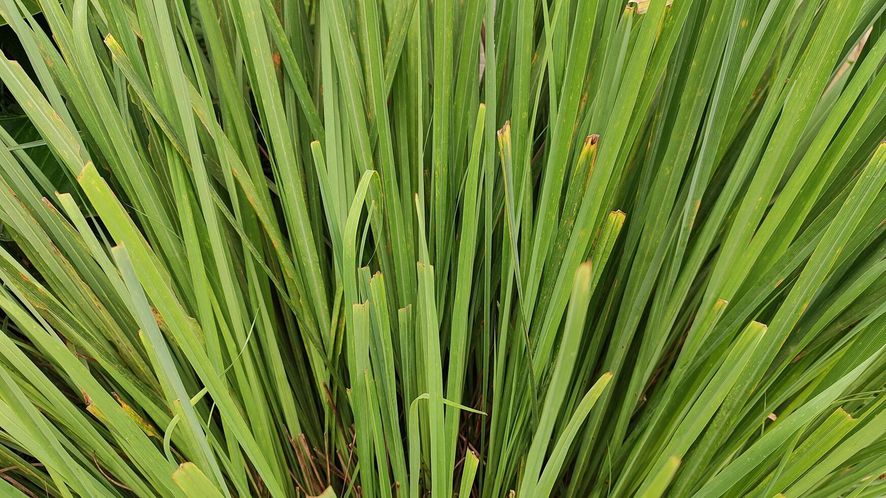 a close up of a plant with long green leaves photo