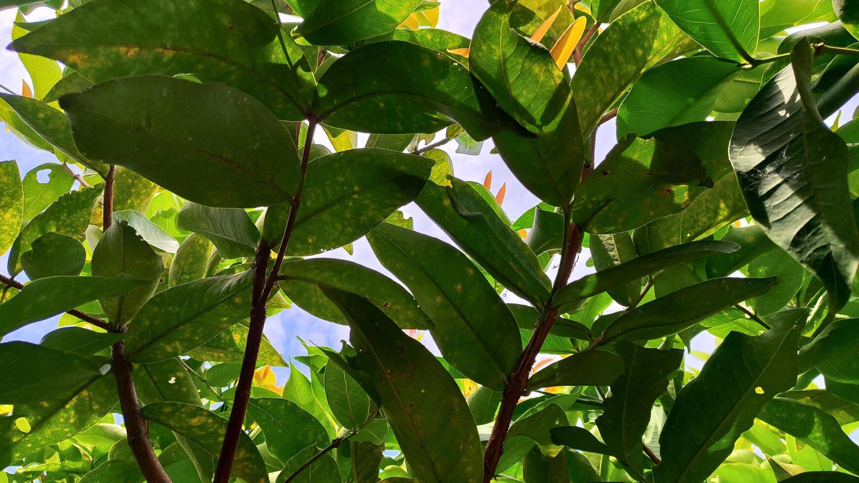 a close up view of the leaves of a tree photo