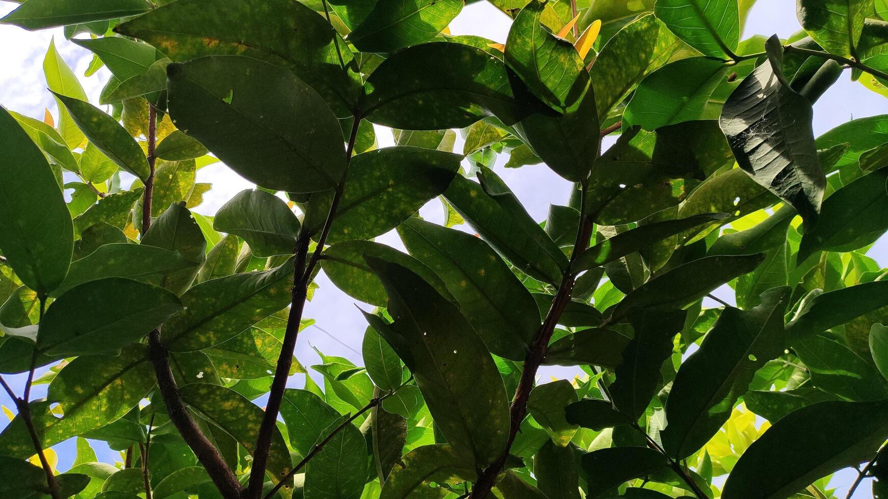 Bottom View of Fresh Green Leaves with Natural Vibrant Colors and Leaf Texture photo