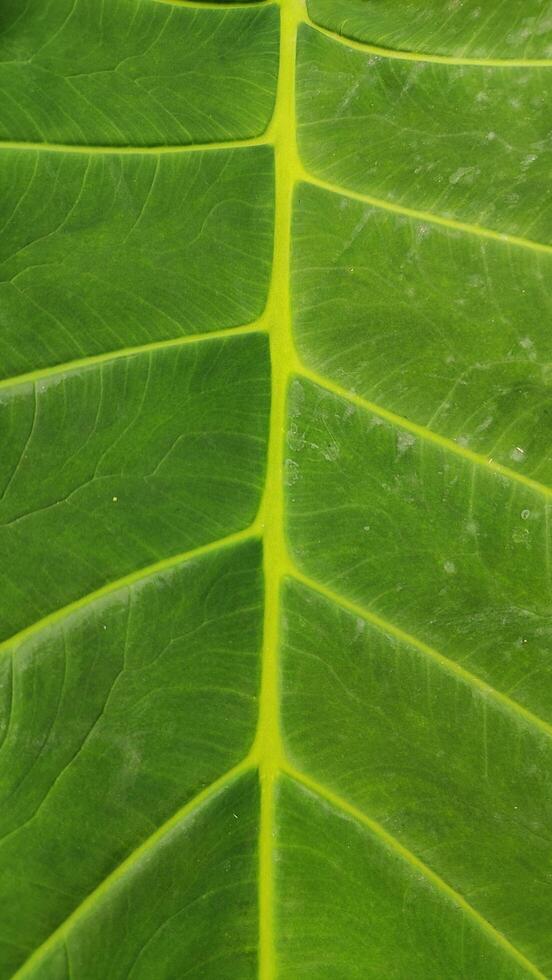 a close up of a green leaf with a yellow line photo