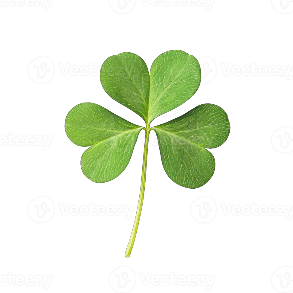 Isolated green shamrock clover leaf on isolated for st patrick day luck and irish celebration transparent background png