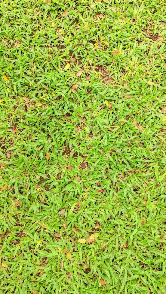 a green grassy field with a few small plants photo
