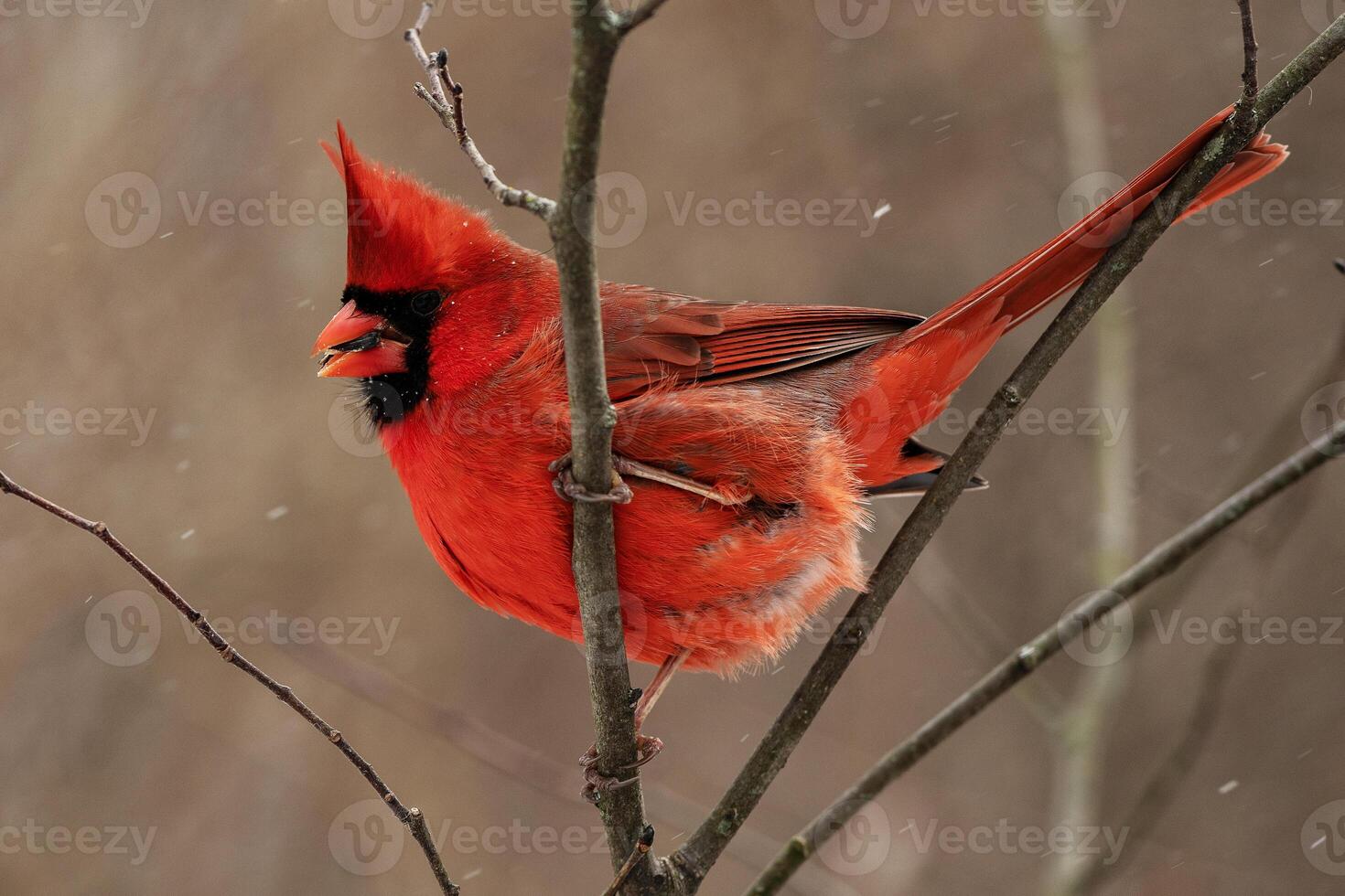 Male Northern Cardinal Feasting on Seeds photo