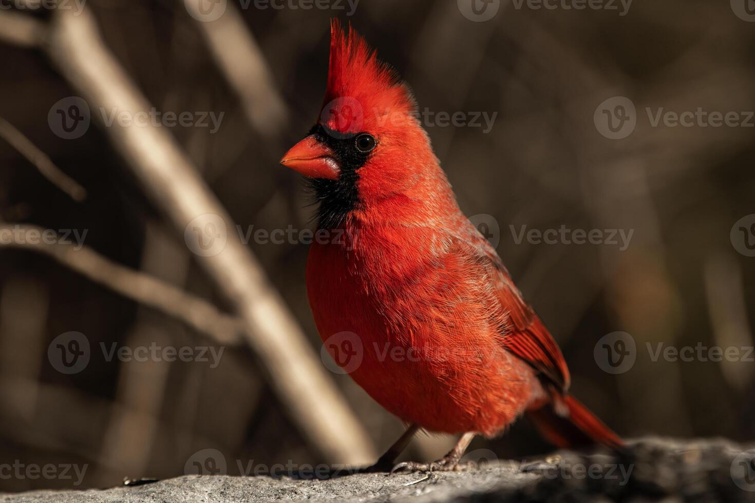 Northern Cardinal Perched on a Rock photo