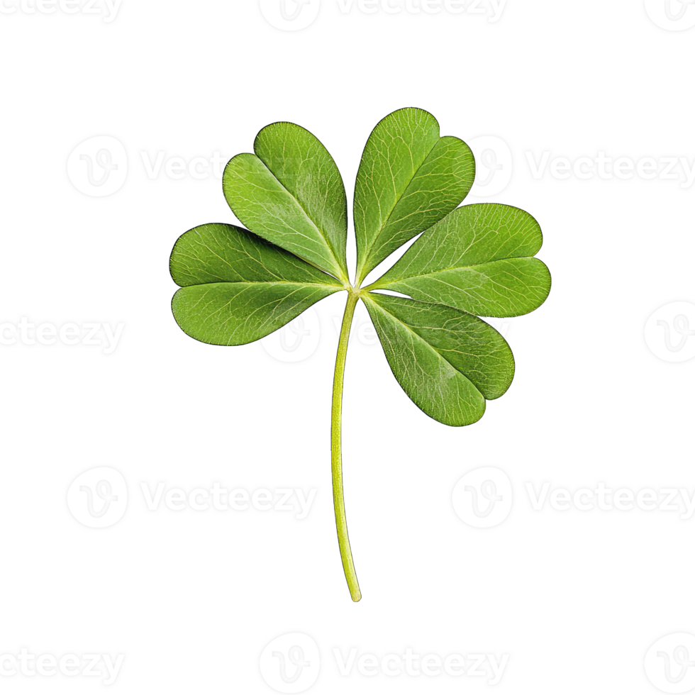 Isolated green leaf clover on isolated for st patrick's day and nature designs transparent background png