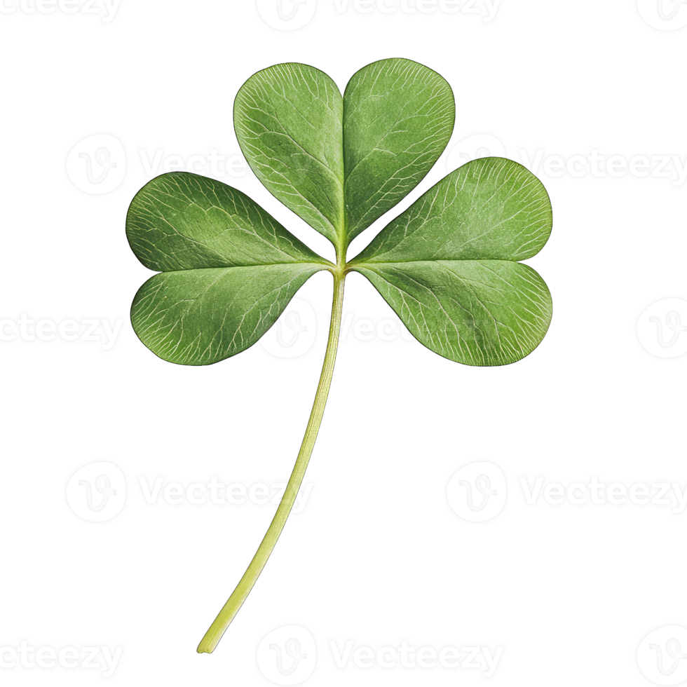 Isolated three leaf clover on isolated for st patrick's day luck and irish heritage symbol transparent background png