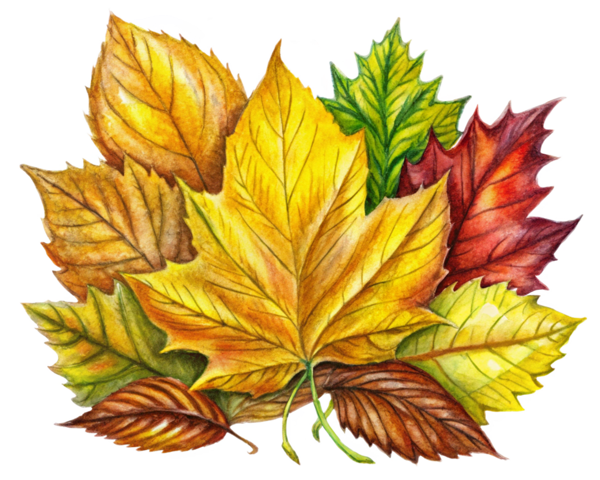 Realistic Yellow Brown Autumn Leaves Set on Transparent Background png