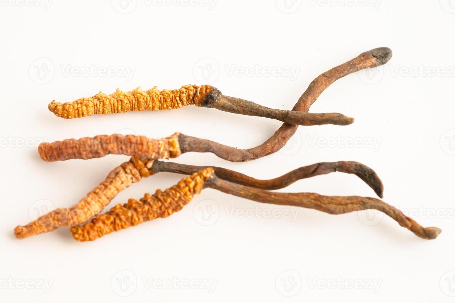 Cordyceps sinensis or Ophiocordyceps sinensis isolated on white background, mushroom herb photo