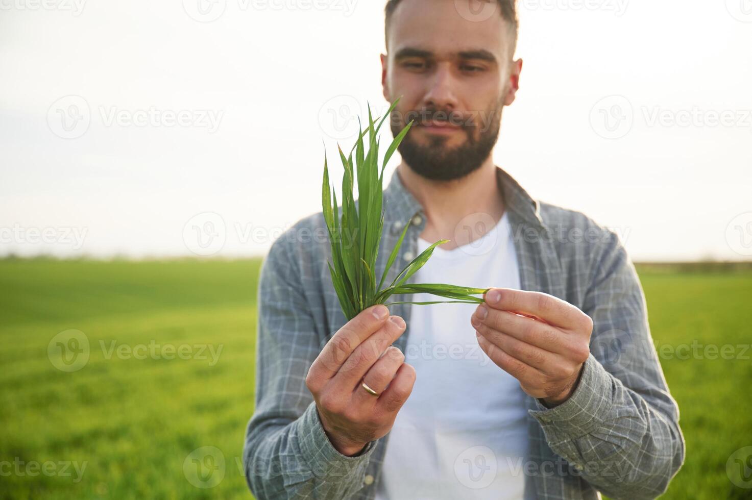 Holding wheat., Handsome young man is on agricultural field photo