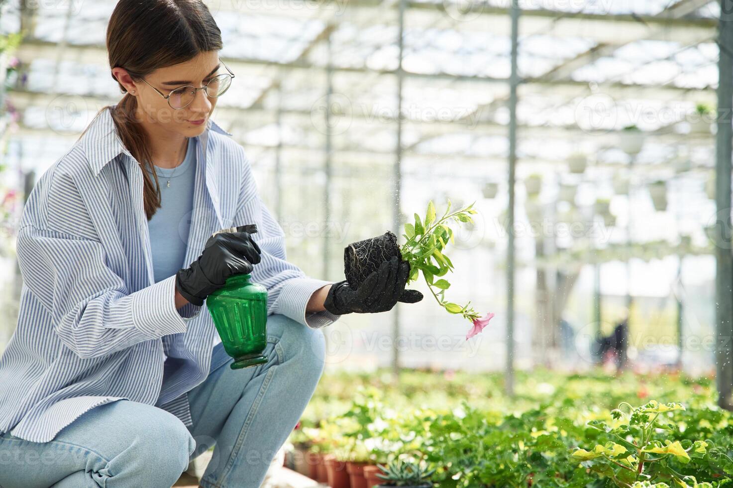 Taking, care of plant in pot., Beautiful florist woman is in garden center. Successful employee is in a bright greenhouse photo