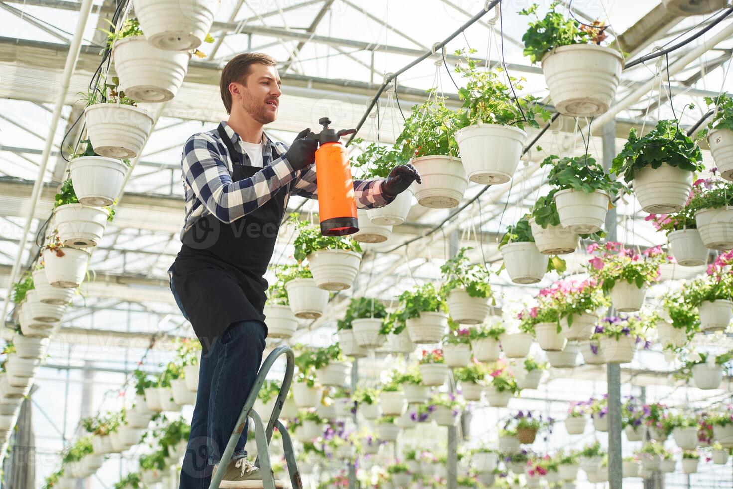 Process of watering.. Florist man working in garden center. Successful employee is in a bright greenhouse photo