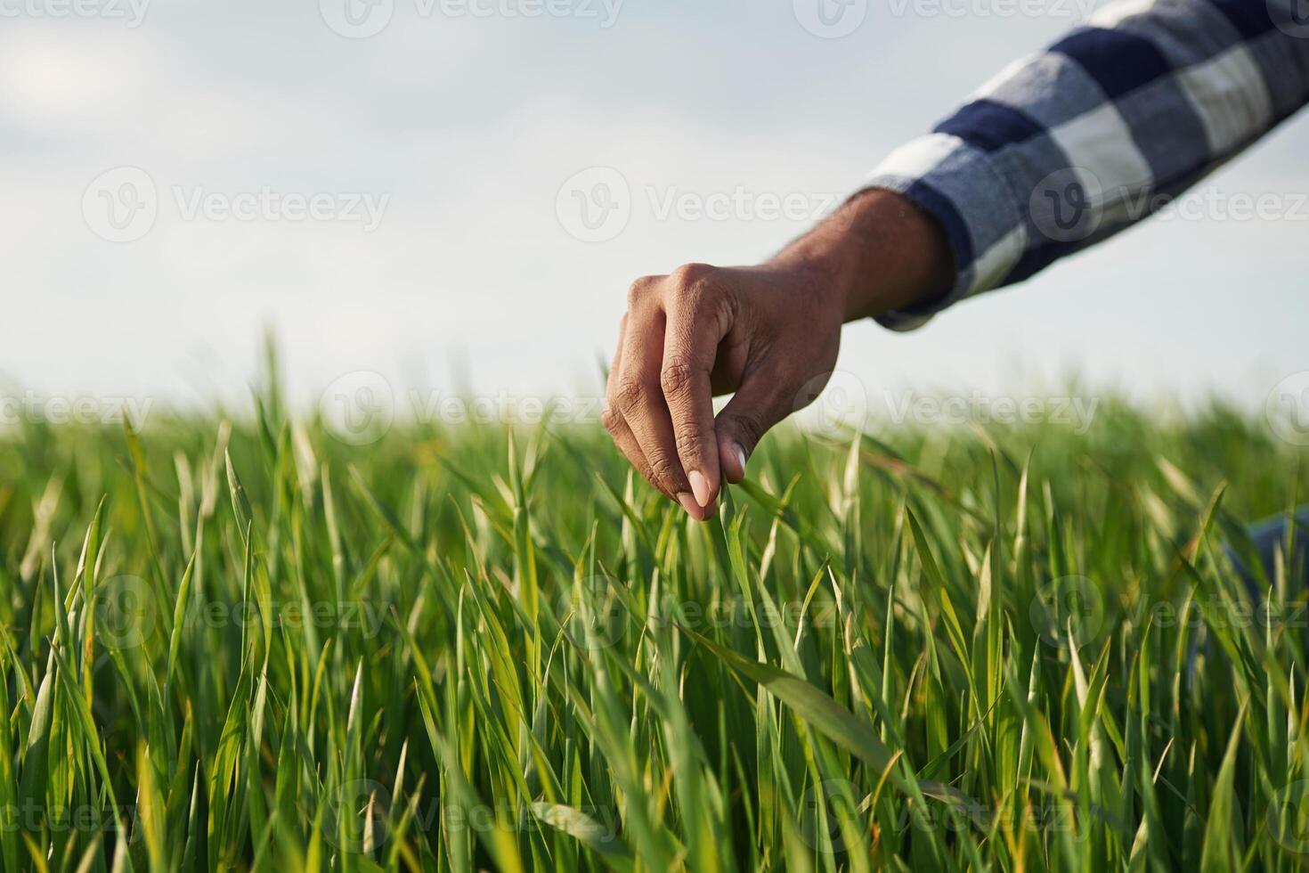 Close up view... Man's hand touching ,the grass on the agricultural field photo