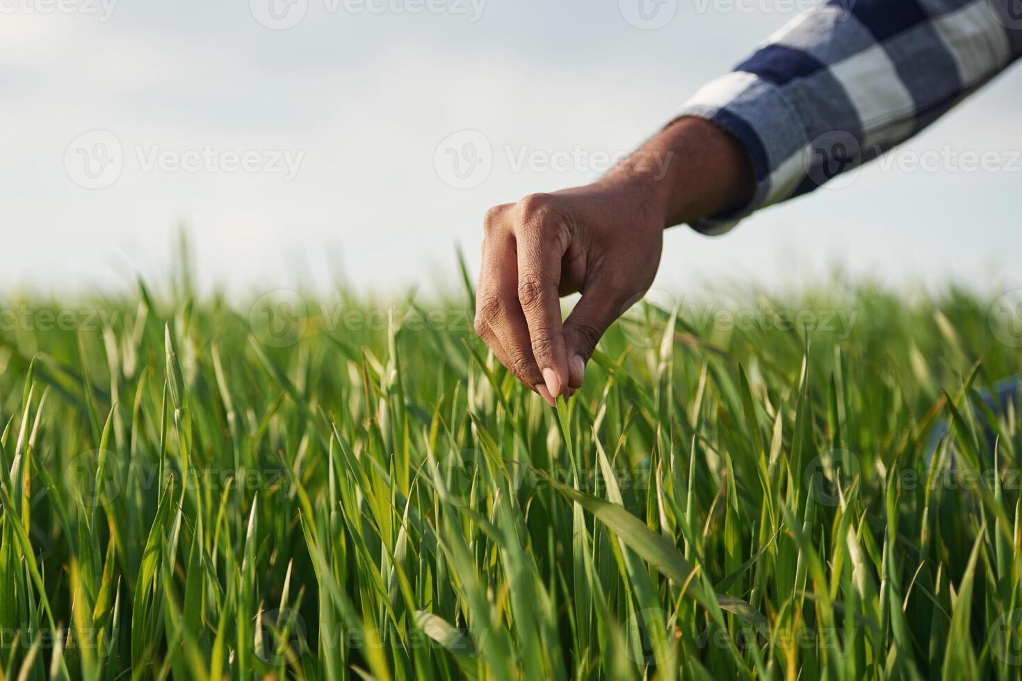 Close, up ,view. Man's hand touching the grass on the agricultural field photo
