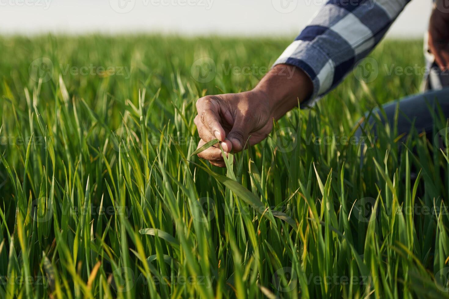 Close, up, view. Man's hand touching the grass on the agricultural field photo
