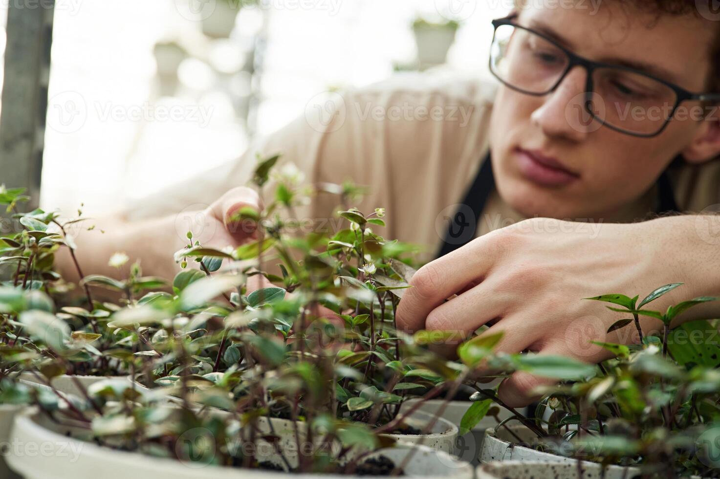 Professional ,worker is taking care of ,plants. Young man with curly hair and in glasses is in greenhouse photo