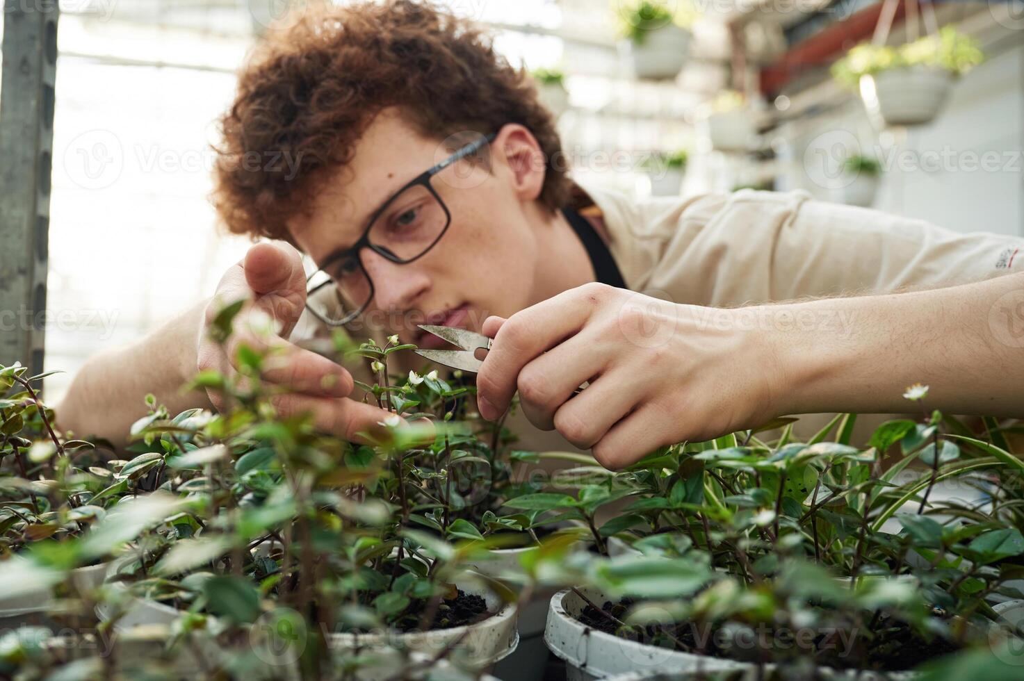 Professional,, worker is taking care of plants. Young man with curly hair and in glasses is in greenhouse photo