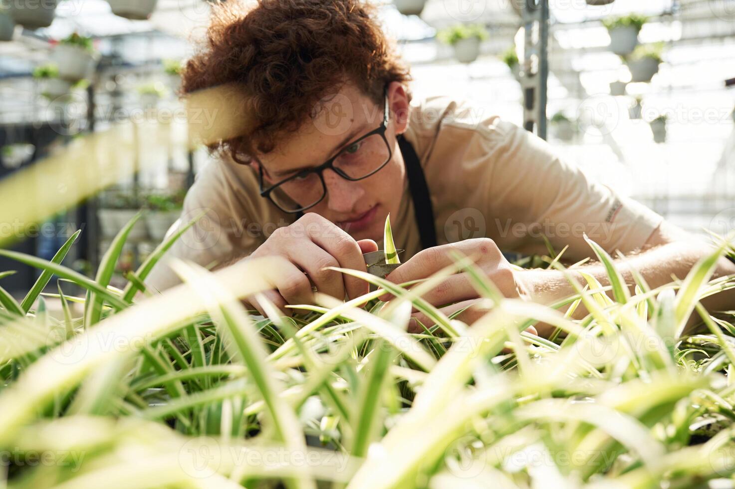 Conception, of ,flowering. Taking care,, of plants. Young man with curly hair and in glasses is in greenhouse photo