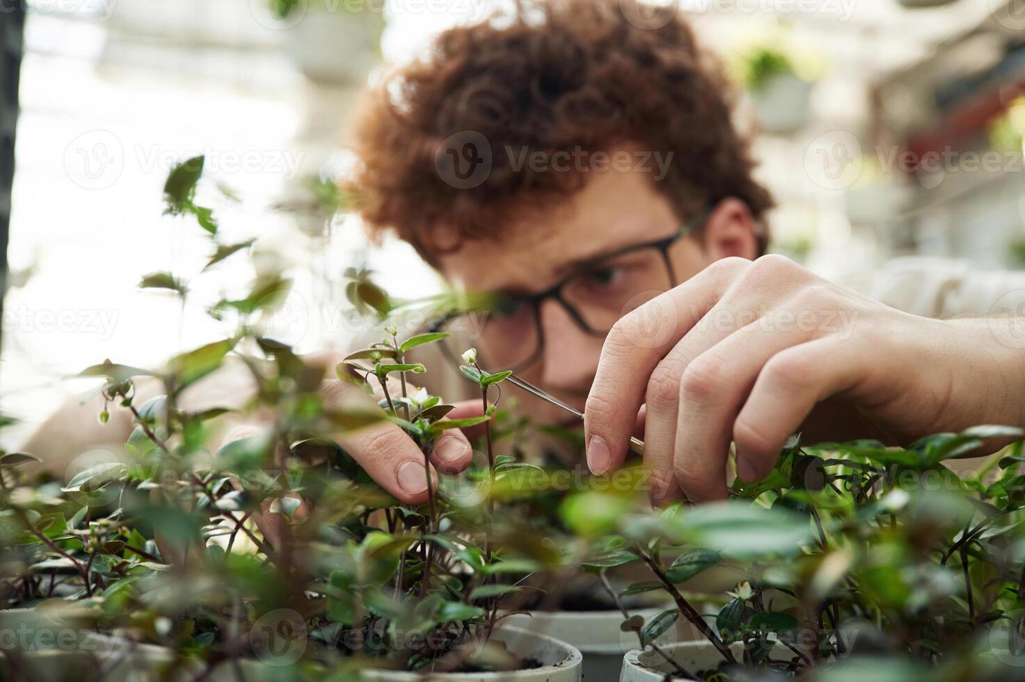 Focused view. Cropping ,the ,plants. Young man with curly hair and in glasses is in greenhouse photo