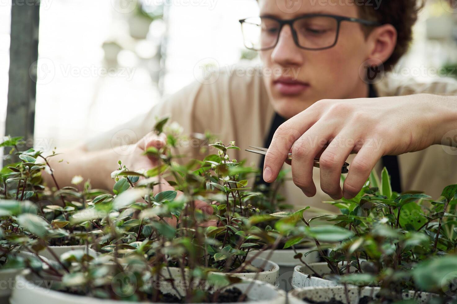 Professional worker ,is taking ,care of plants. Young man with curly hair and in glasses is in greenhouse photo
