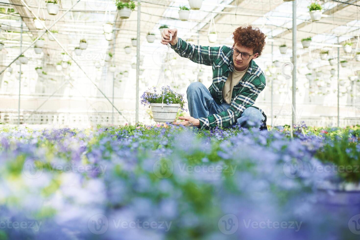 Purple colored flowers.. Young man ,with curly hair and in glasses is in greenhouse photo