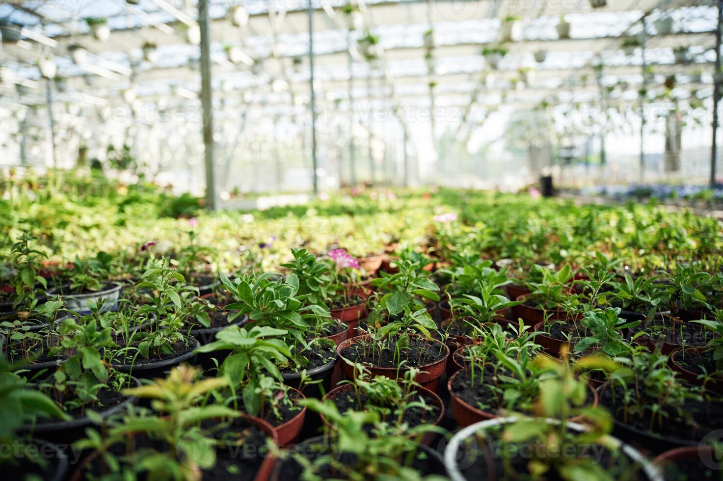 Greenhouse with flowers at sunny daytime photo