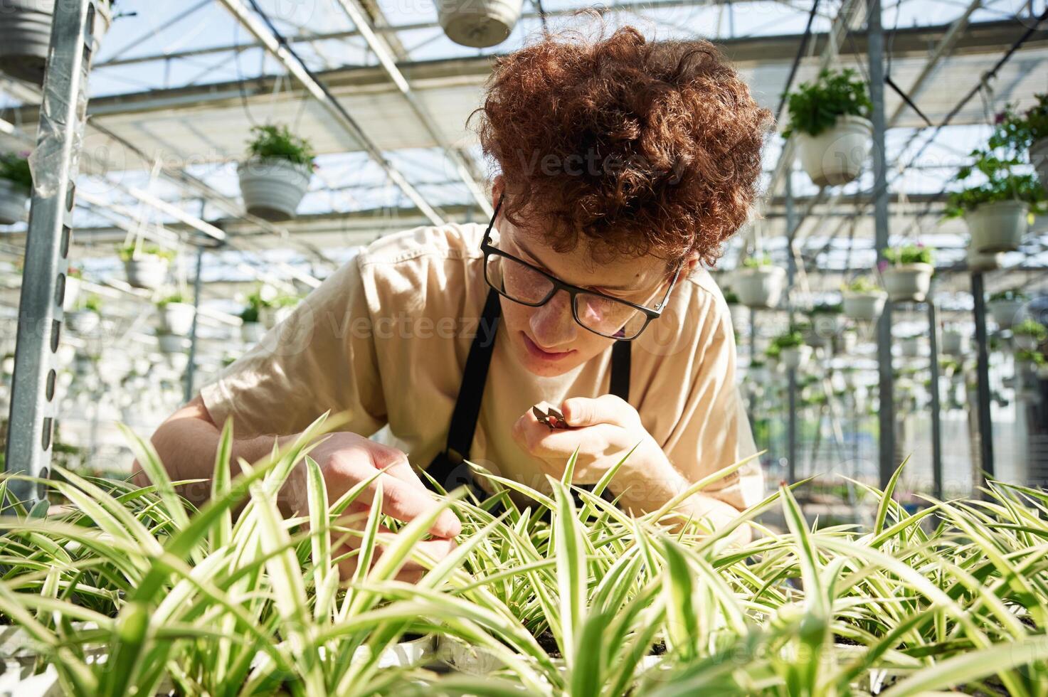 Focused by, cutting, plants. Young man with curly hair and in glasses is in greenhouse photo