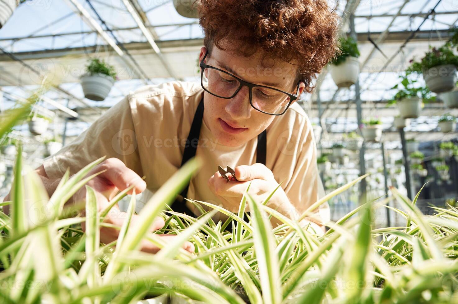 Focused, by cutting plants.. Young man with curly hair and in glasses is in greenhouse photo