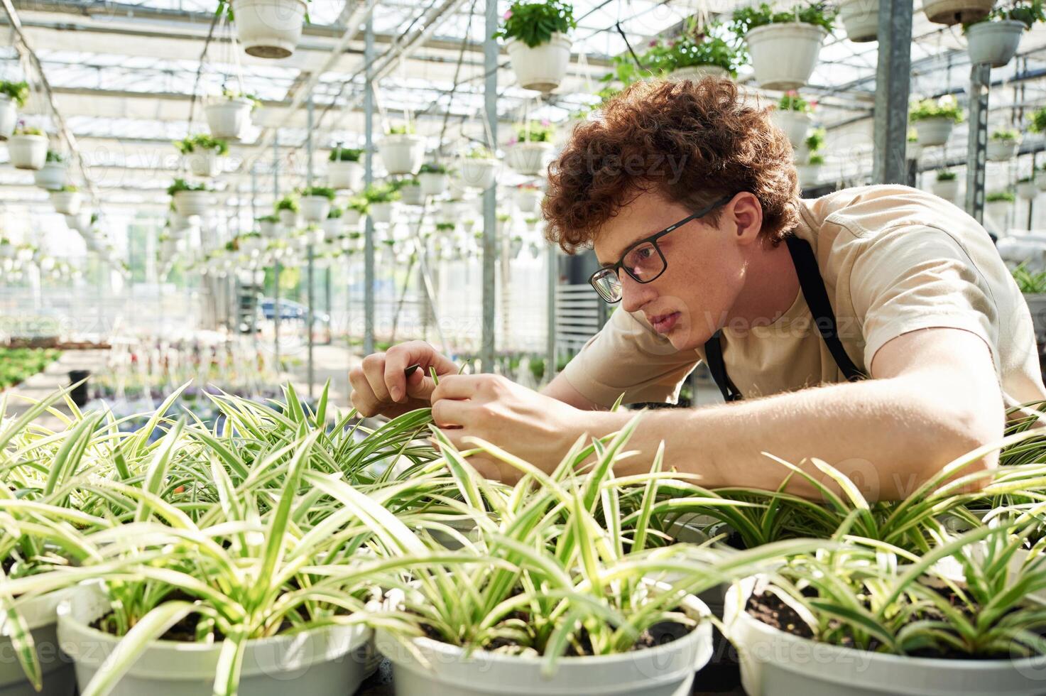 Conception, ,of flowering. Taking care of plants. Young man with curly hair and in glasses is in greenhouse photo