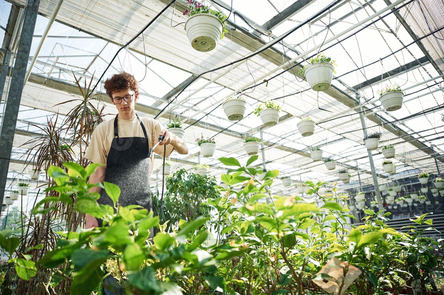 Daily watering... Young man with curly hair and in glasses is in greenhouse photo