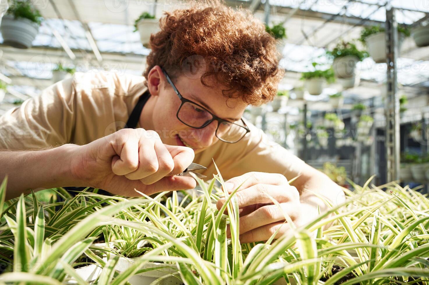 Focused ,,by cutting plants. Young man with curly hair and in glasses is in greenhouse photo