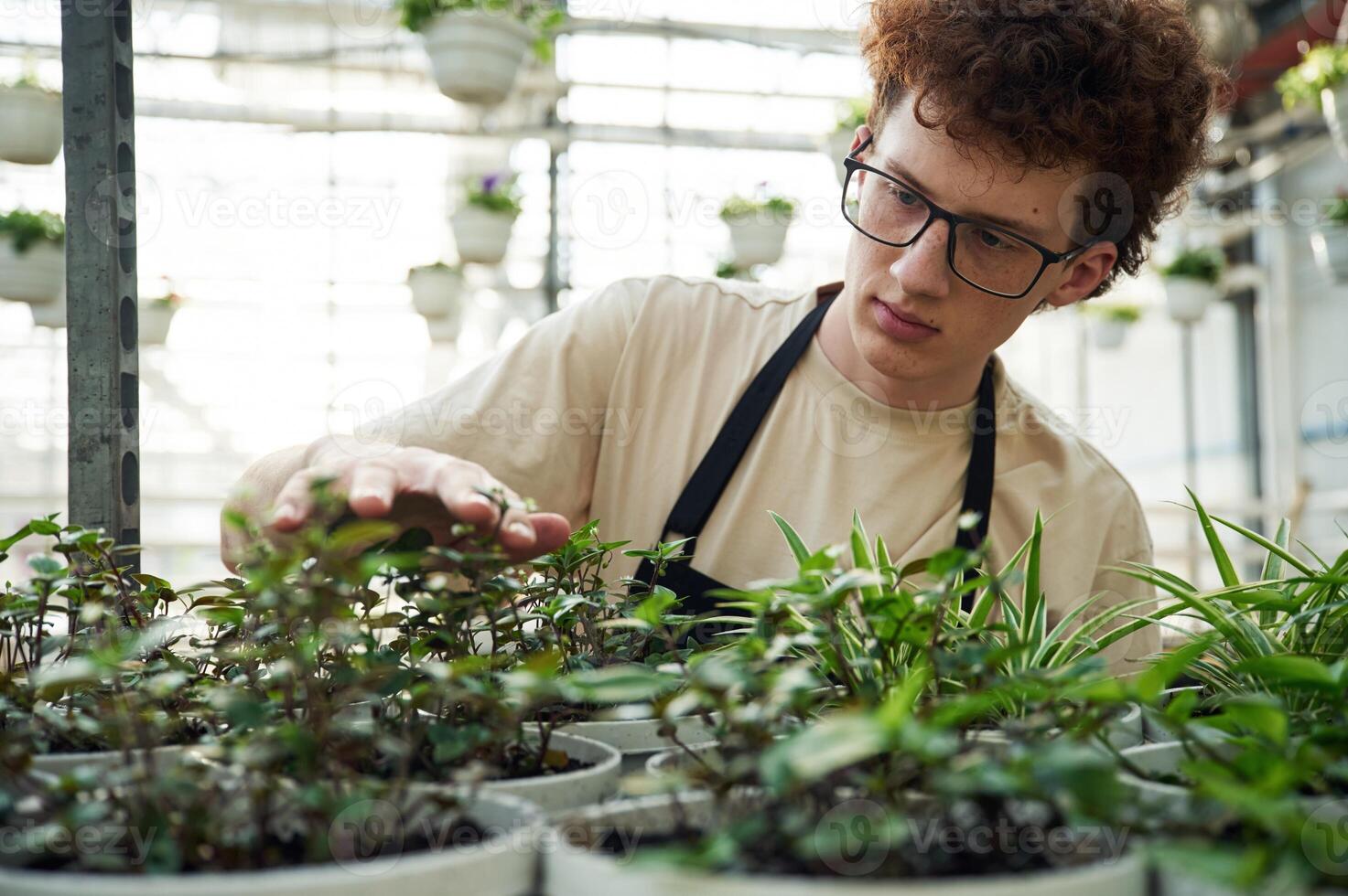 Conception of, flowering. Taking care of plants. Young man with curly hair and in glasses is in greenhouse photo