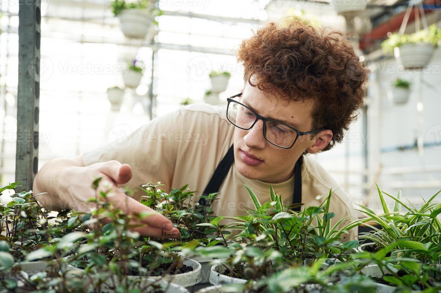 Touching and, checking flowers that are still in growth. Young man with curly hair and in glasses is in greenhouse photo