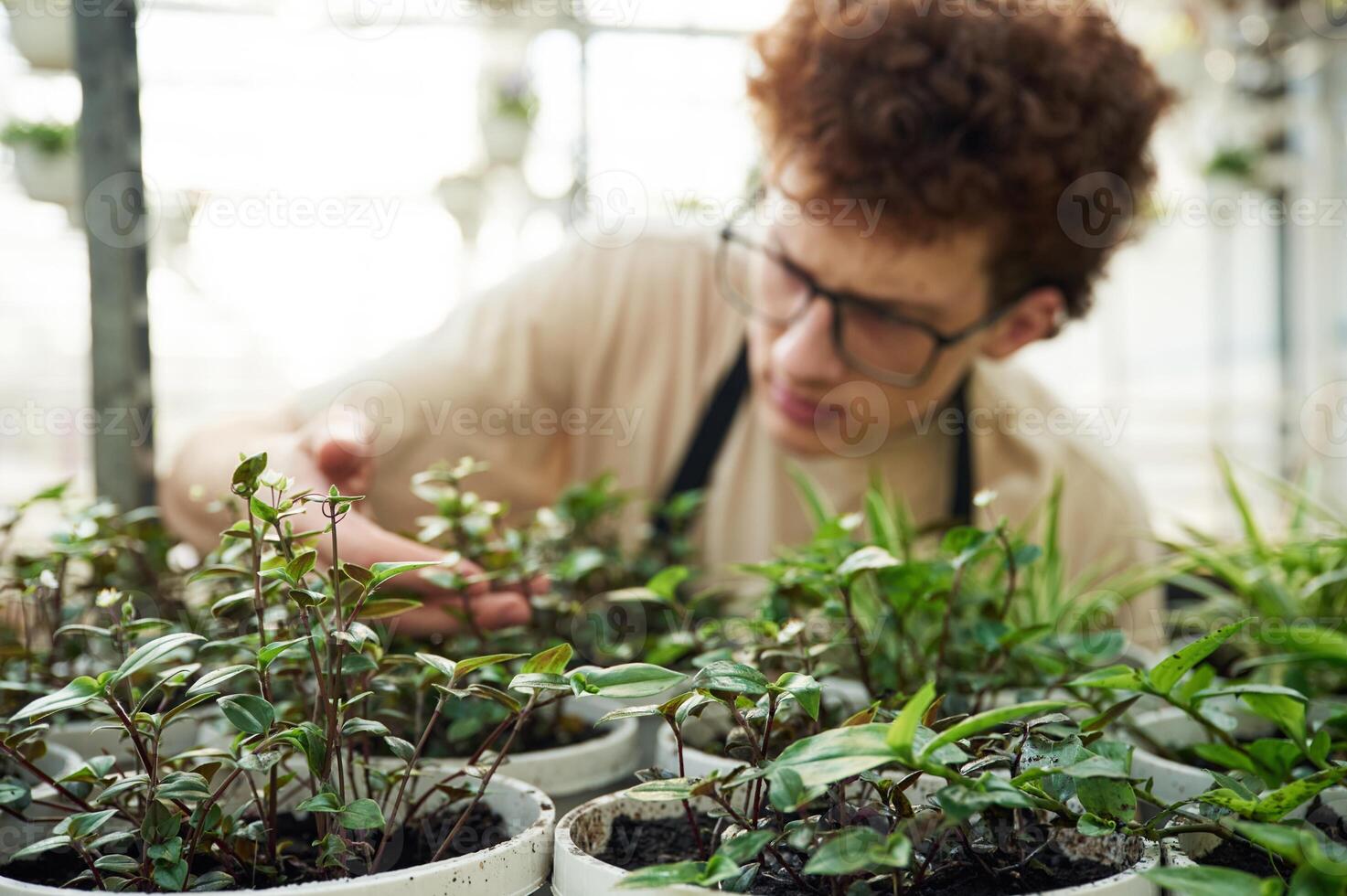 Touching ,and checking flowers that are still in growth. Young man with curly hair and in glasses is in greenhouse photo