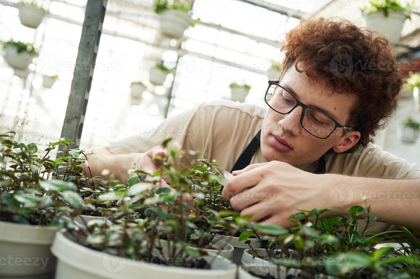 Professional, worker is taking care of plants. Young man with curly hair and in glasses is in greenhouse photo