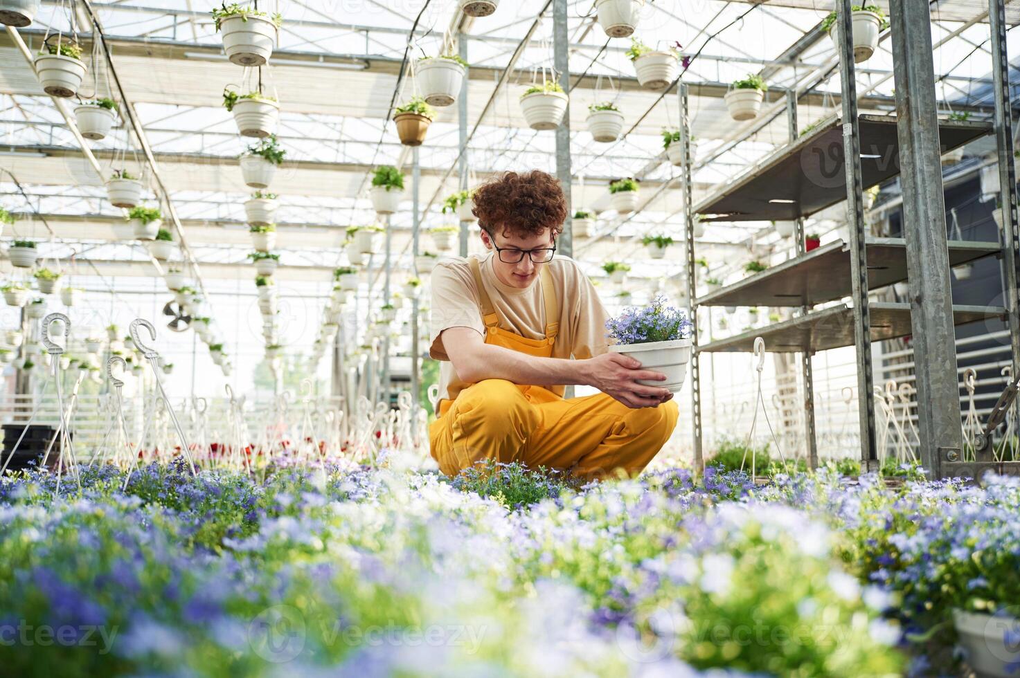 Purple, colored flowers, in pots. Young man with curly hair and in glasses is in greenhouse photo