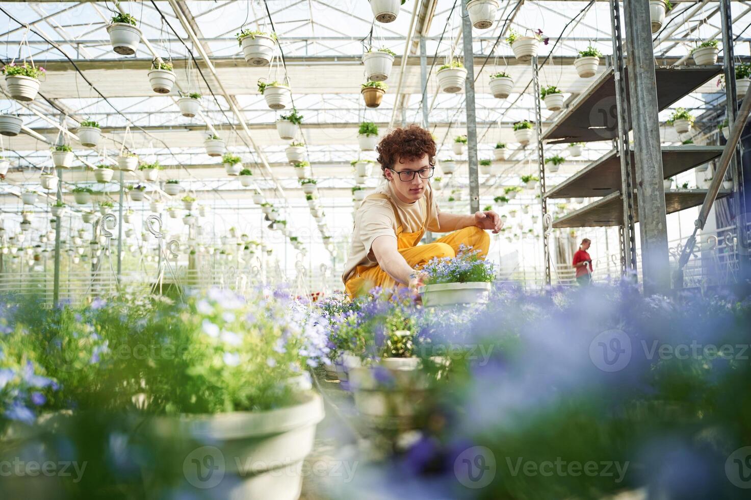 Purple colored, flowers in pots. Young man with curly hair and in glasses is in greenhouse photo